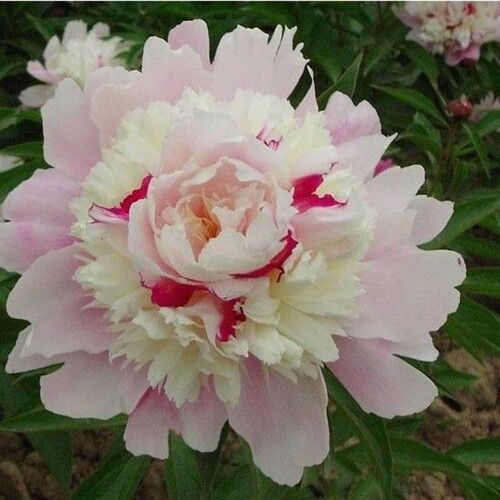 重瓣芍药花根块盆栽花卉观花植物室内花苗庭院多年生带芽大根种球