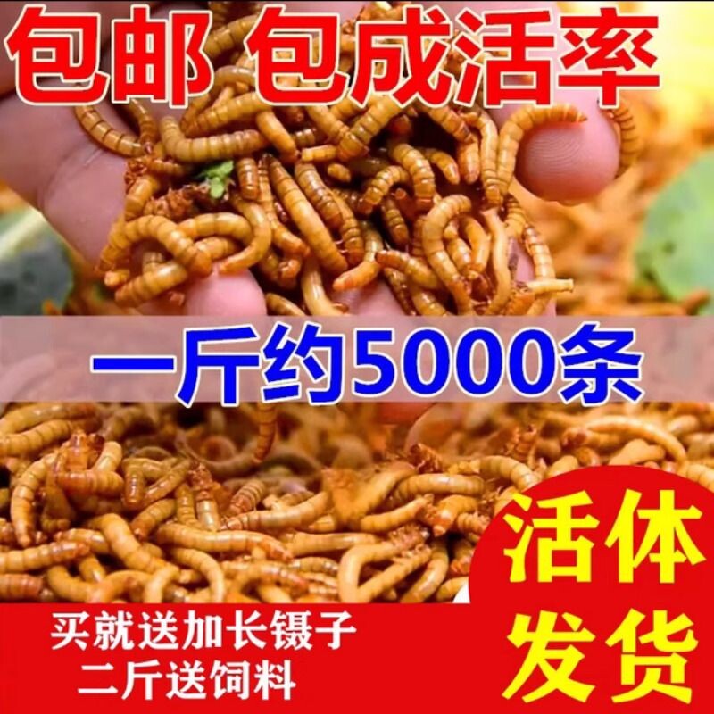 面包虫活体黄粉虫活虫鹦鹉鱼金龙鱼乌龟画眉鸟石蛙饲料包邮一斤