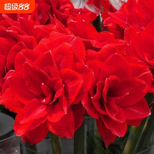 【耐严寒】进口朱顶红重瓣大花盆栽植物客厅绿植花卉大全好养活