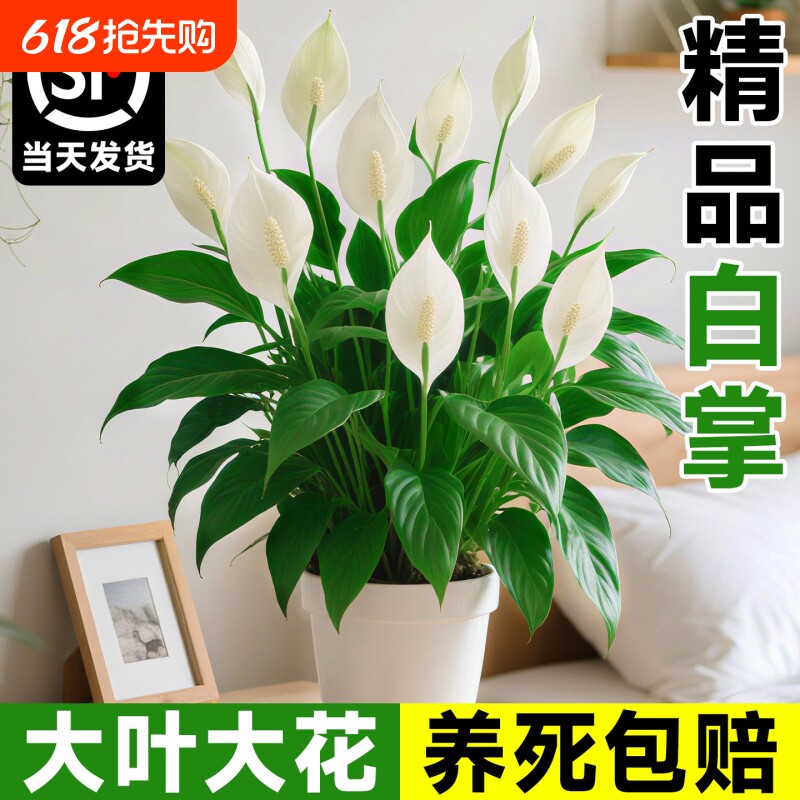 风顺白掌盆栽绿植室内红掌花卉水培植物四季好养客厅带花办公室