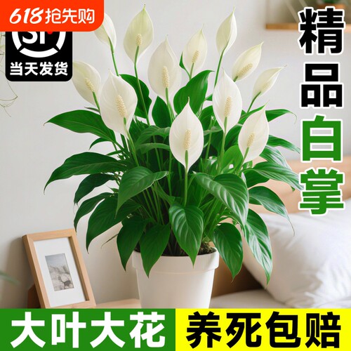 风顺白掌盆栽绿植室内红掌花卉水培植物四季易活好养客厅带花阳台