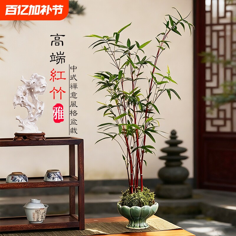 红竹苔藓球观音竹子盆栽水培植物景观凤尾竹米竹客厅桌面观赏盆景
