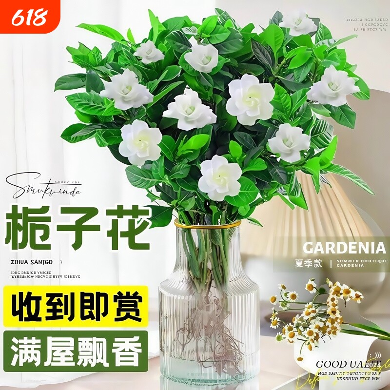 栀子花水培植物盆栽带花苞花卉茉莉花办公室鲜花四季开花室内花期