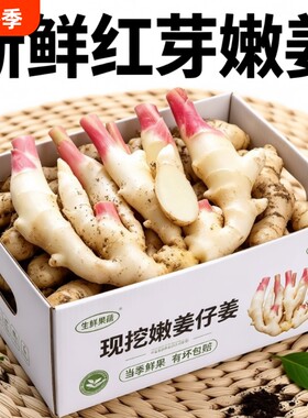 现挖新姜红芽嫩姜芽仔姜泡菜糖醋姜农家泥巴姜鲜嫩食用当季应季