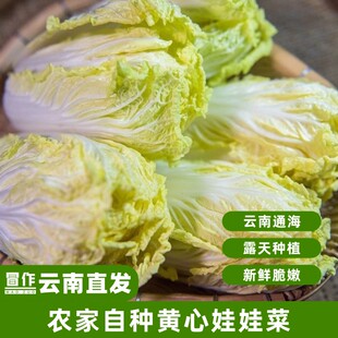 新鲜娃娃菜现砍高山娃娃菜黄芽白菜时令火锅蔬菜云南合作社直发