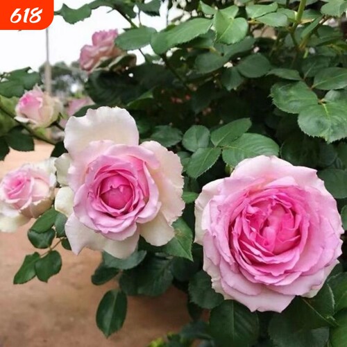 爬藤月季庭p院阳台盆栽无刺罗衣蔷薇老桩开花高威红木香花园扦插