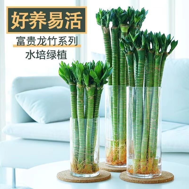 富贵竹带根龙竹转运竹发财竹图片