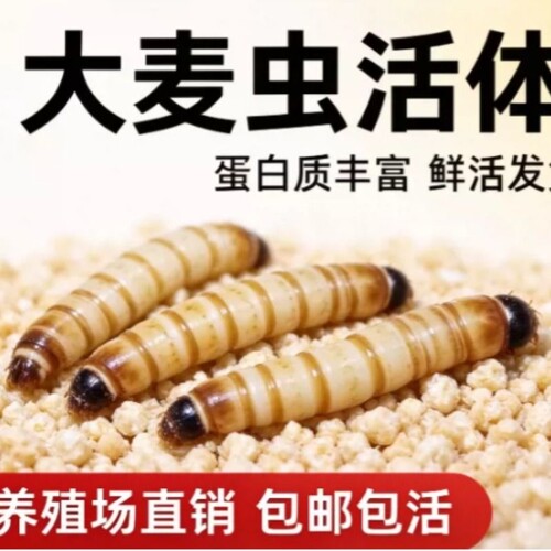 大麦虫活虫黄粉虫面包虫金银龙鱼观赏鱼饲料乌龟画眉鸟食包邮养殖