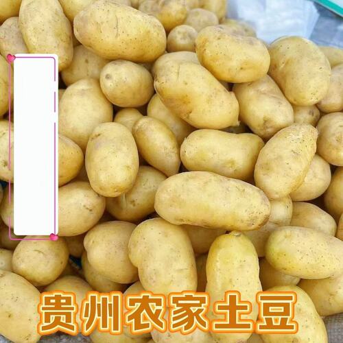 贵州土豆农家自种新鲜土豆现挖