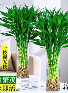 带根富贵竹水培植物粗杆客厅招财竹节盆栽开运水养节节高桌面绿植