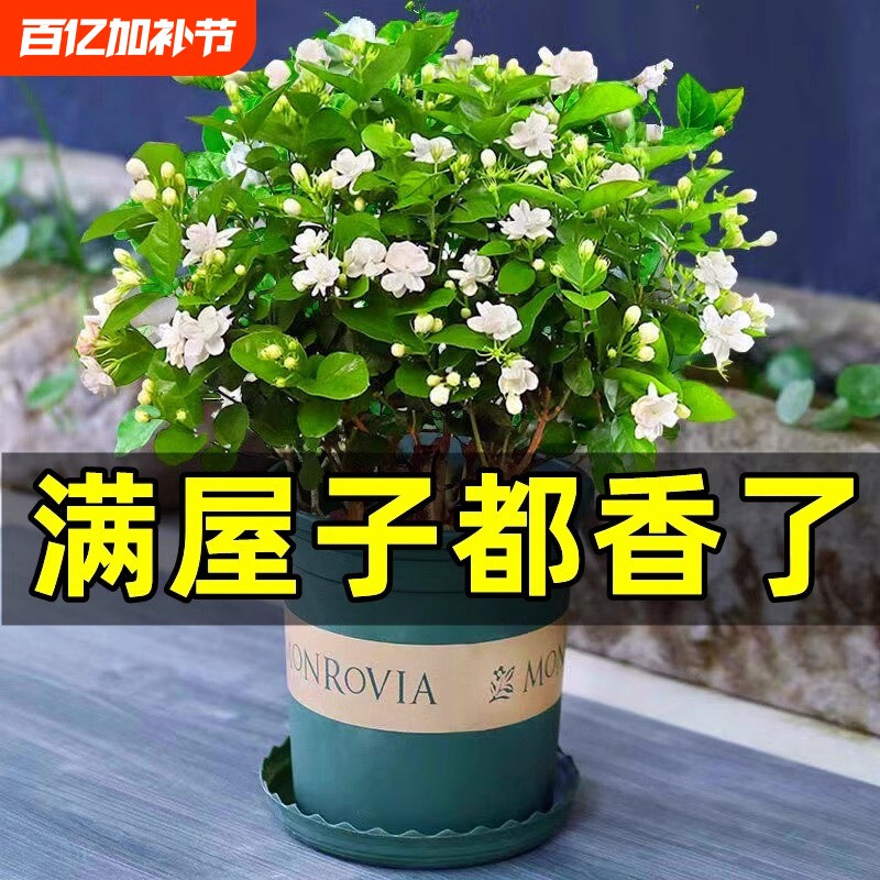 茉莉花苗盆栽水培带花苞九里香老桩栀子花卉驱蚊绿植物四季开花