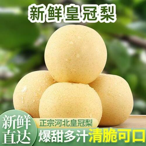 正宗白皇冠3斤梨新鲜水果梨子应季特大甜脆充足薄皮肉细现摘脆甜