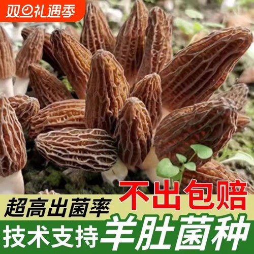 云南野生羊肚菌菌种菌包