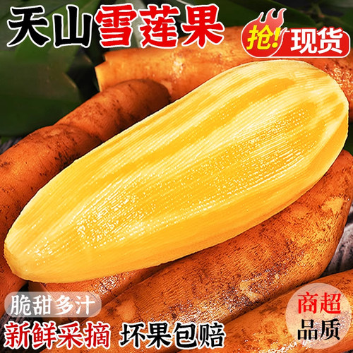 云南天山雪莲果新鲜水果当季现挖脆甜红心黄心雪连果孕妇水果整箱