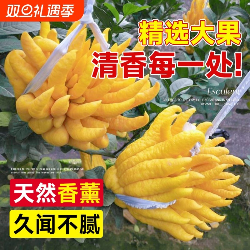 大果佛手柑新鲜果瓜切带枝闻香香橼室内观赏可食用花卉盆栽香薰