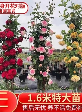 买2送1爬藤月季蔷薇花苗盆栽花卉四季开玫瑰庭院藤本植物阳台小苗