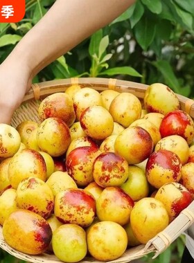 新鲜陕西大荔冬枣脆甜冬枣新鲜水果鲜枣好吃新鲜冬枣大枣鲜枣包邮