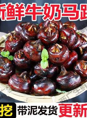 新鲜农家现挖水晶牛奶马蹄2号大果蔬菜荸荠水果梨农家自种红马蹄