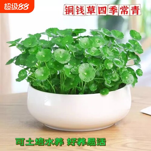大叶铜钱草水培植物精品水养绿植