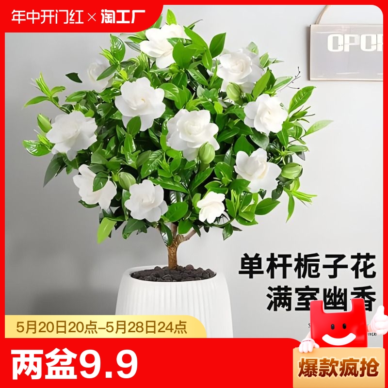 栀子花盆栽花卉植物室内带花苞阳台水培绿植浓香型大树苗四季好养 鲜花速递/花卉仿真/绿植园艺 时令草本花卉 原图主图