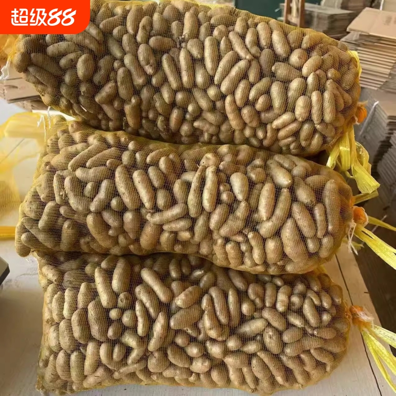 新鲜正宗小白嘴山药豆长豆软糯绵冰糖葫芦用非河南垆土铁棍山药豆