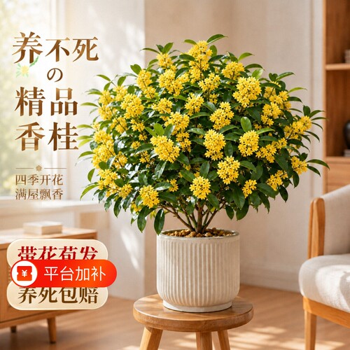 四季桂花盆栽树苗丹金桂浓香型带花苞室内阳台庭院好养花卉绿植物