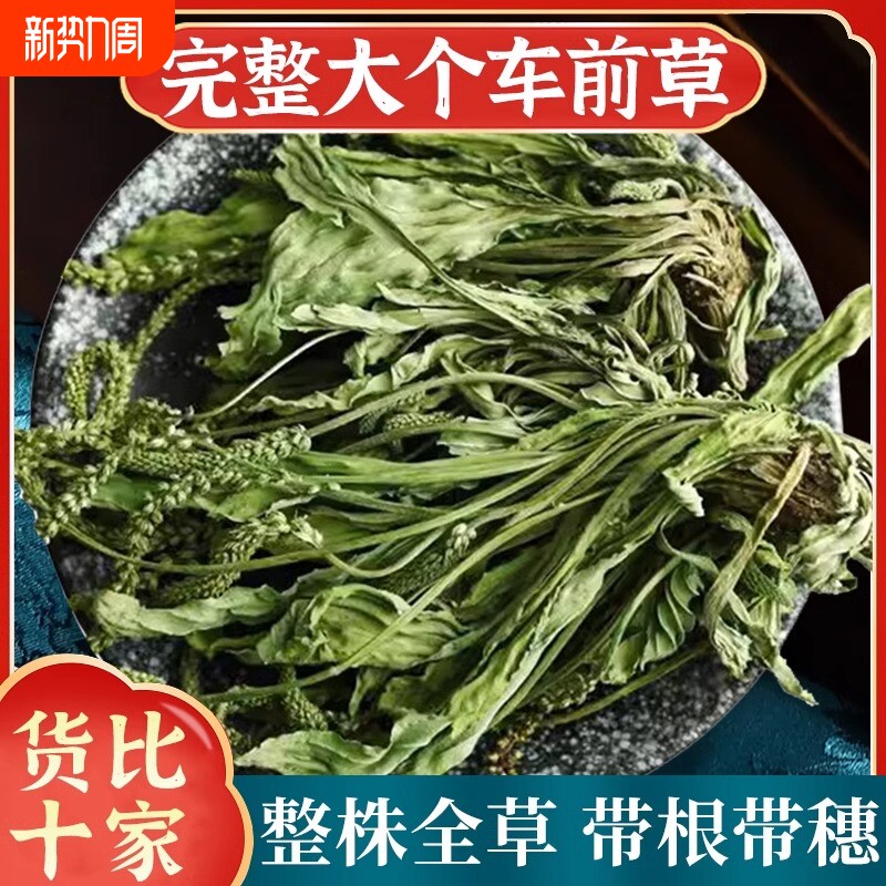 野生车前草中药材500g正品新鲜干货泡茶车钱草中药泡水车前草茶