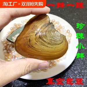天然淡水迷你珍珠蚌体验蚌一蚌一珠爱迪生河蚌自己开蚌取珍珠diy