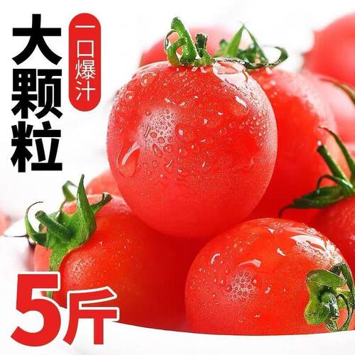 正宗新鲜圣女果小番茄应季水果蔬菜生吃现摘生鲜清甜自提