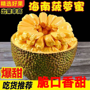 海南黄肉菠萝蜜当季新鲜热带水果木波罗蜜香甜大果一整个特产包邮