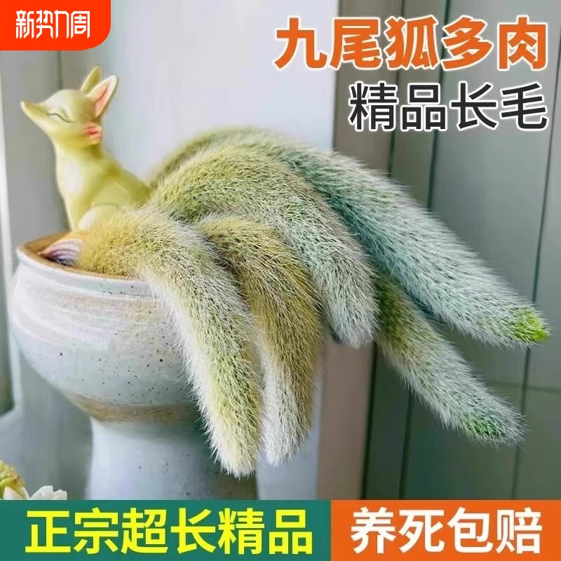 九尾狐多肉长软毛正版白仙狐开花垂吊室内阳台绿植盆栽稀有植物