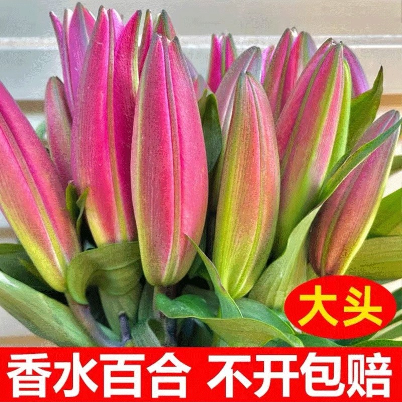 香水百合花鲜花批发云南昆明基地直发水养真花客厅插花束向日葵