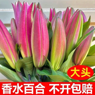 香水百合花鲜花批发云南昆明基地直发水养真花家庭客厅生活插花束