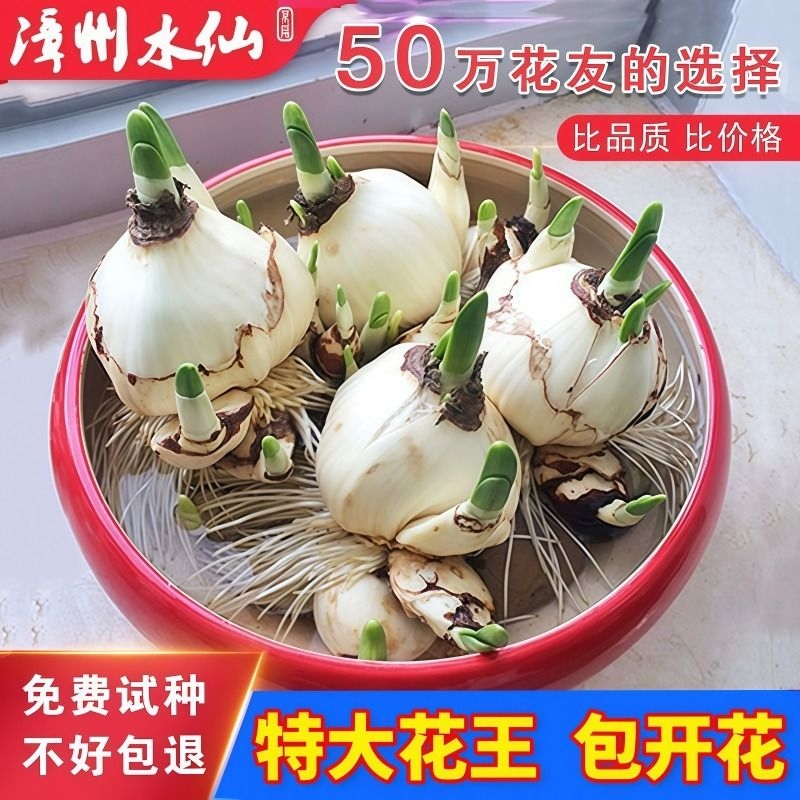 漳州重瓣水仙花种球水养盆栽冬季开花卉植物室内种子绿植水培好养