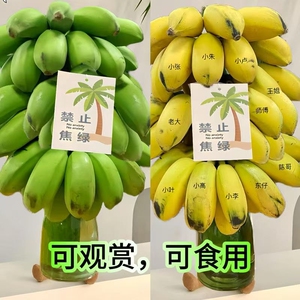 小米蕉禁止蕉绿水培带杆苹果蕉4-6斤/8-9斤可食用香蕉树绿植限秒
