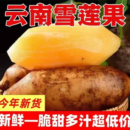 现挖云南雪莲果红泥黄心新鲜应季甜脆水果特产包邮