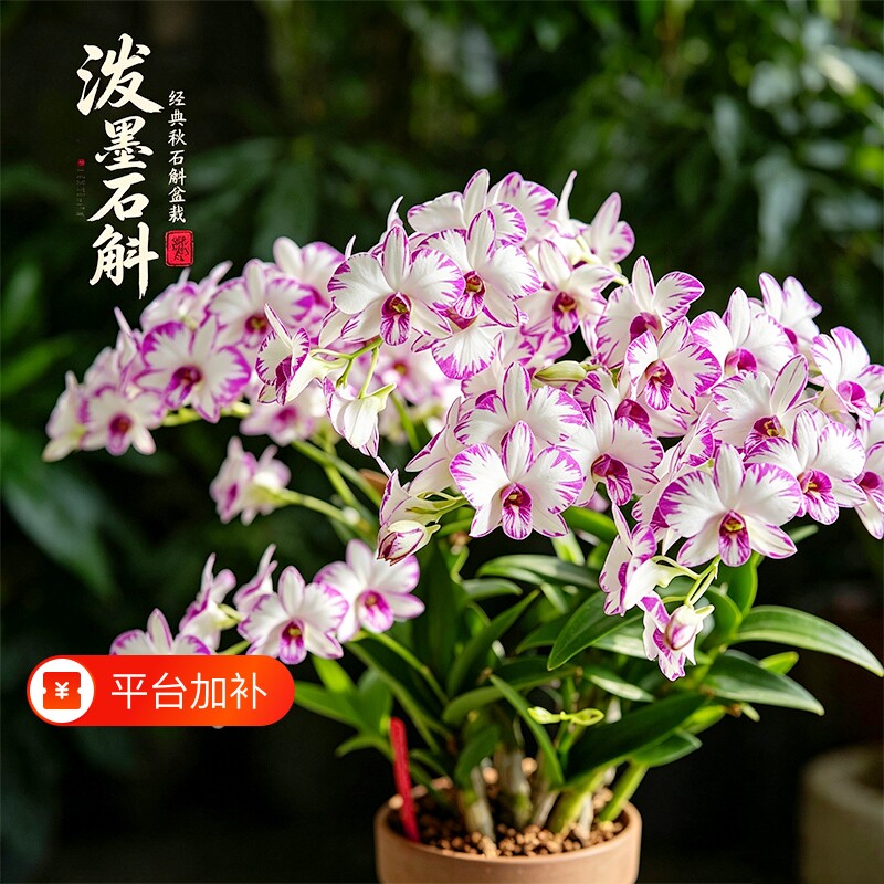 名贵秋石斛白泼墨盆栽带花苞兰花苗窗台室内外好养护盆栽花卉绿植