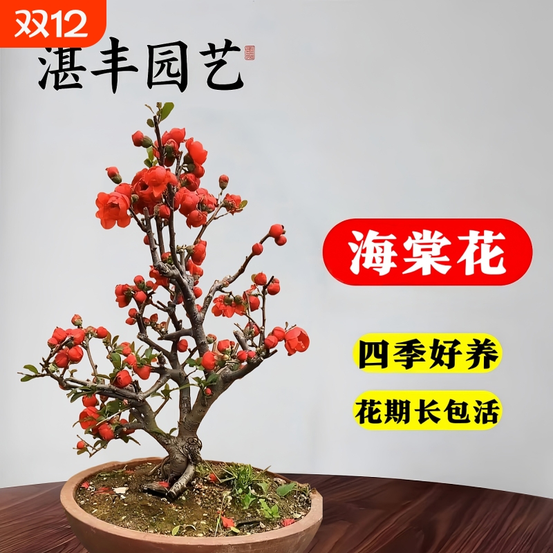 海棠花盆栽四季树苗盆景开花老桩绿植物室内好养耐寒花卉阳台客厅