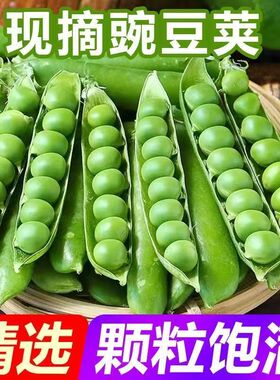 云南新鲜豌豆荚当季长寿仁带壳青豆露天种植甜豆蔬菜水果甜豌豆
