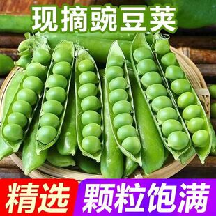 云南新鲜豌豆荚当季长寿仁带壳青豆露天种植甜豆蔬菜水果甜豌豆