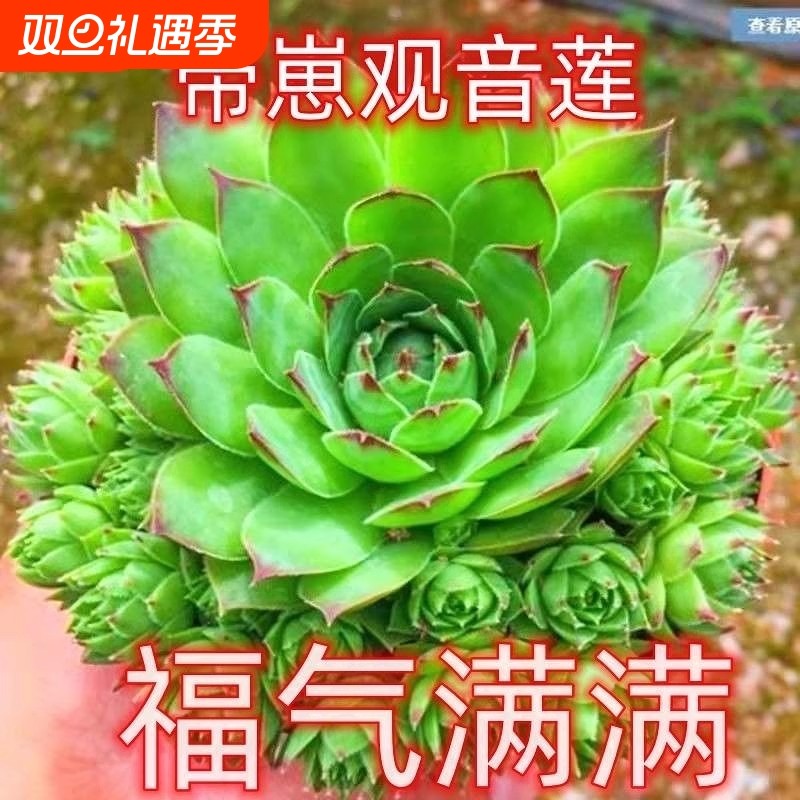 多肉植物幼儿园观音莲桌面盆栽办公室内大颗好养大棵室内阳台盆景