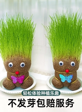 创意长草草头娃娃娃娃小盆栽好养桌面绿植礼物水培儿童种植小植物