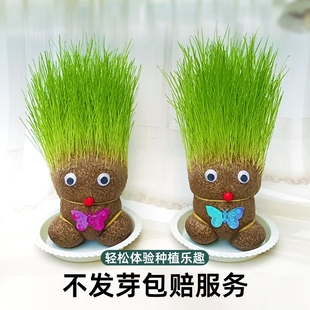 创意长草草头娃娃娃娃小盆栽好养桌面绿植礼物水培儿童种植小植物