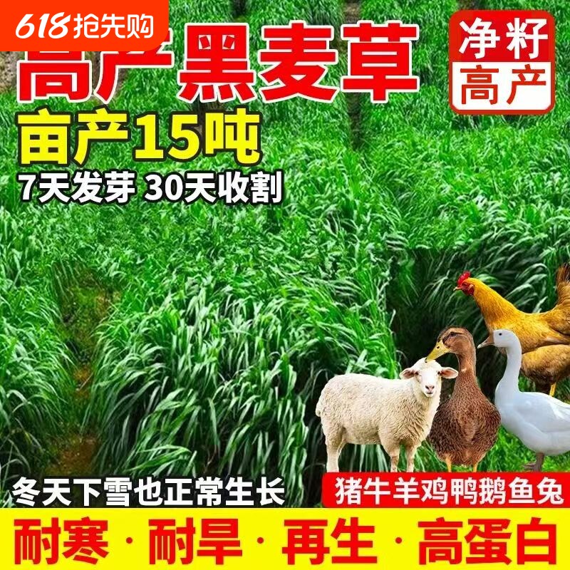 黑麦草种籽子种四季多年生牧草种子耐寒冬季鱼草高产玉米鸡鸭鹅