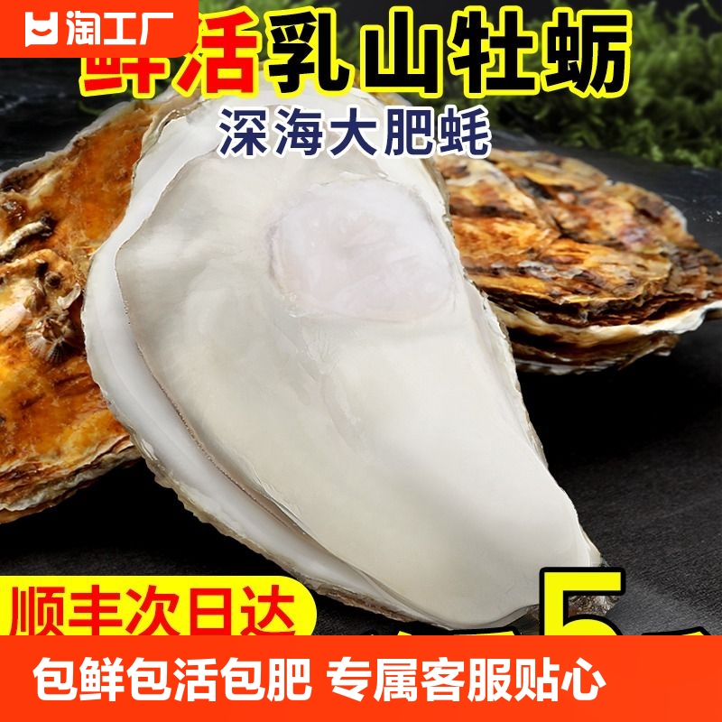 单只3两左右大号生蚝包鲜包活