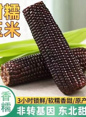 东北真空包装锁鲜糯玉米香甜拉丝黑糯玉米10大棒非转基因粗粮代餐