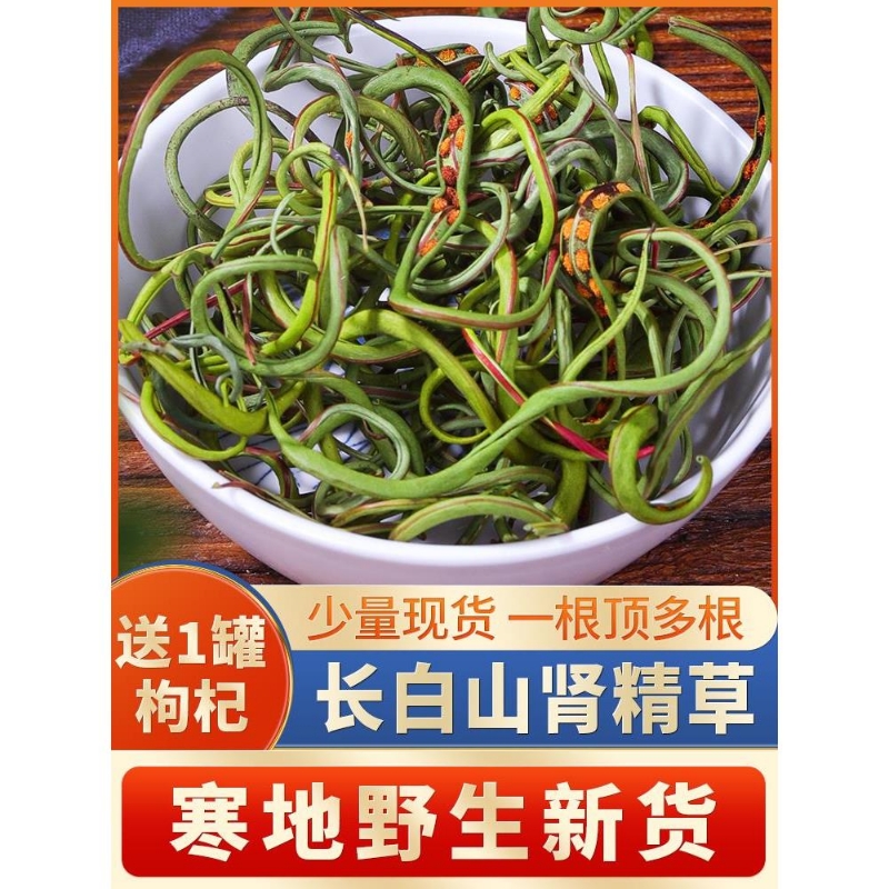 野生肾精茶草化石草肾经草黄金草嗷嗷叫滋补养生茶作用