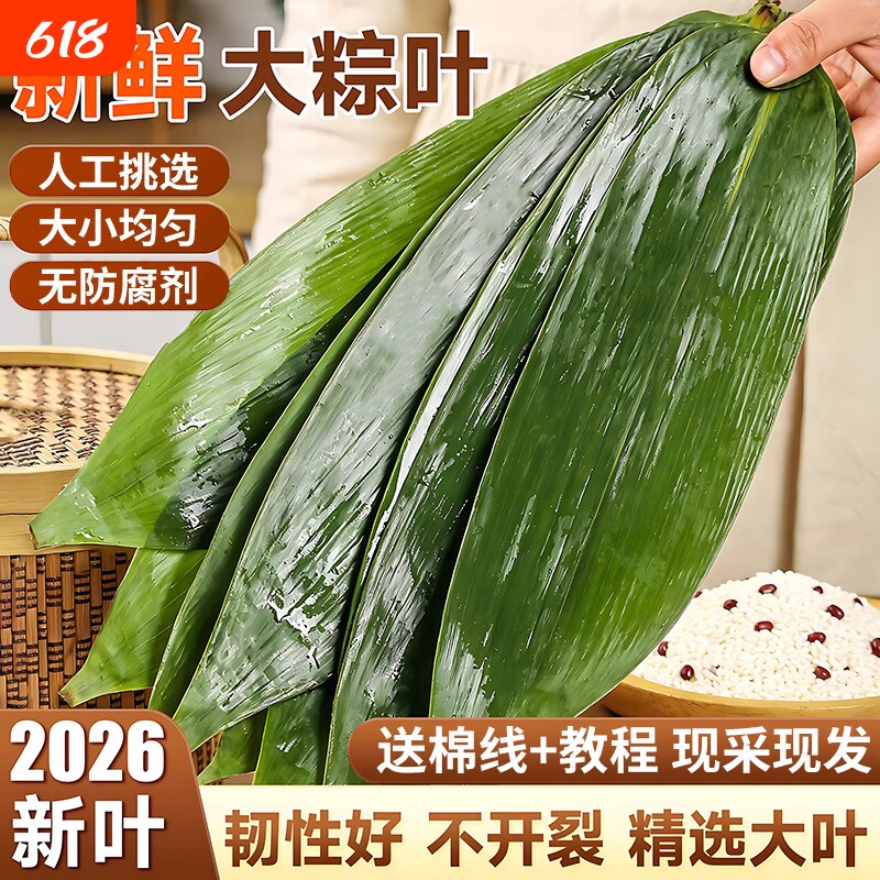 粽子叶棕叶新鲜大号新叶包粽子专用的叶子端午节商用批发干粽叶大