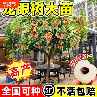 龙眼树特大苖嫁接盆栽水果树苗储良石硖南方四季种植地栽当年结果