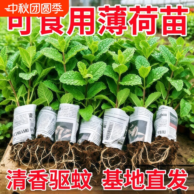 薄荷秧苗可食用室内植物盆栽水培柠檬薄荷叶迷迭香驱蚊草绿植好养图片